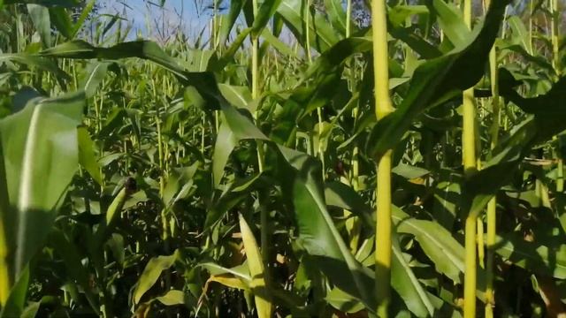 🤣🤣🤣🤣🤣НАБЕГ НА КУКУРУЗНОЕ ПОЛЕ 🤣🤣🤣🤣😛😛😛😛😛