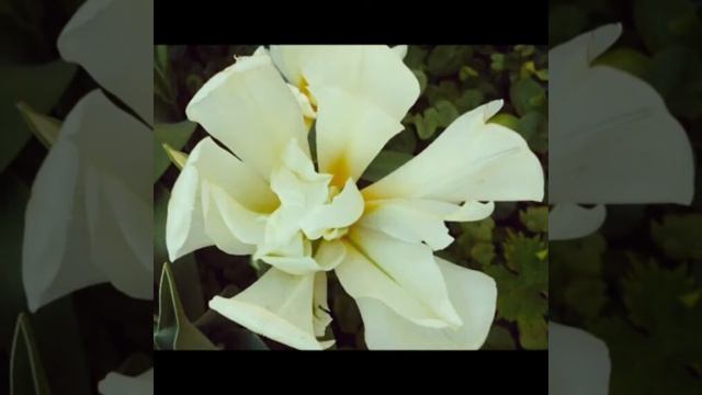 138 + Год Тюльпана. #годтюльпан, #тюльпанпарамир, #ентнеизвестный, #годбумаги,  #мишьен,#простое