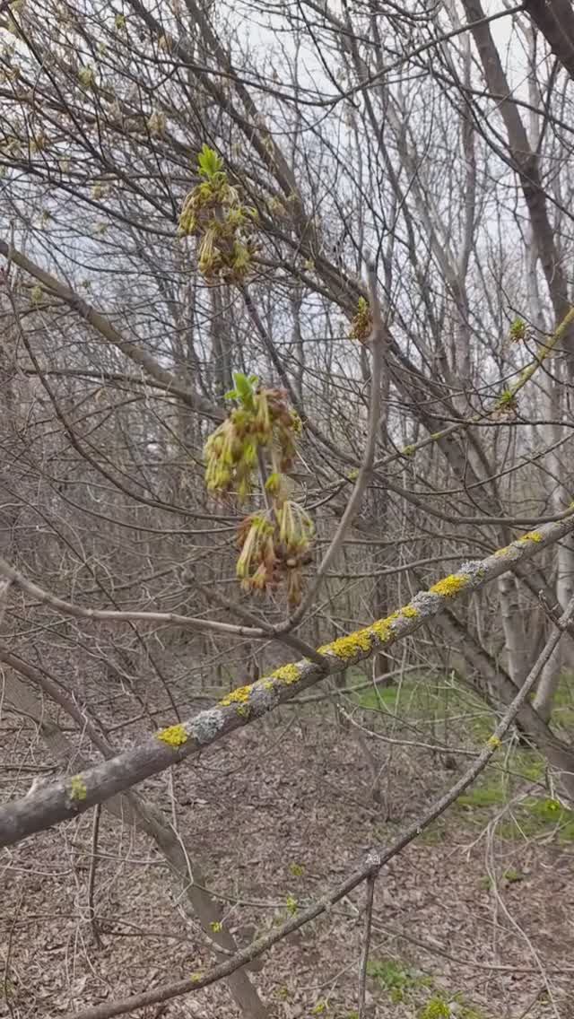 Пчела на ясене 26.03.2025