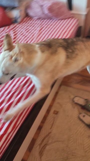 Веселая собачка