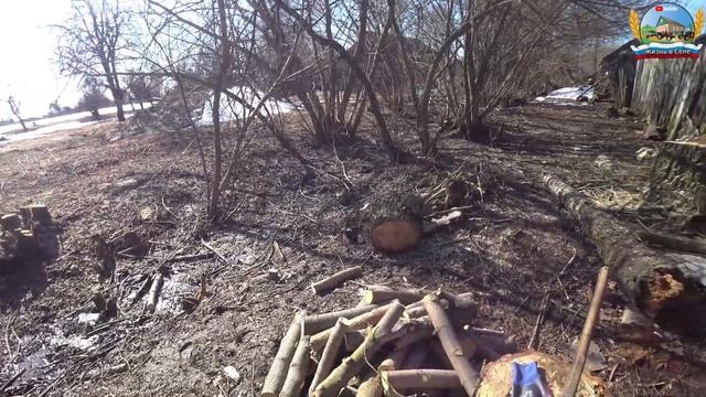 Чистим канаву от клёнов у бабушки!2-часть! Заодно за готовим немного дров