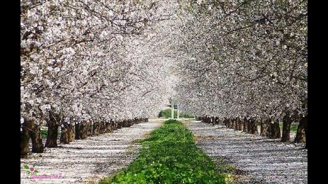 YVES SAINT LAURENT Cinema парфюмированная вода