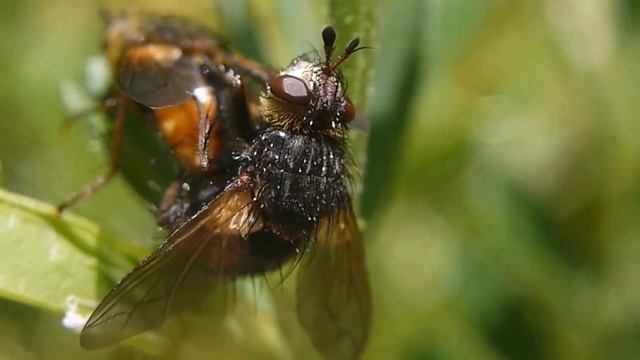 交尾するセスジハリバエ Tachina  Nupta