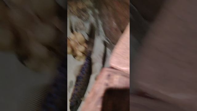 Акеонариум (интересно)