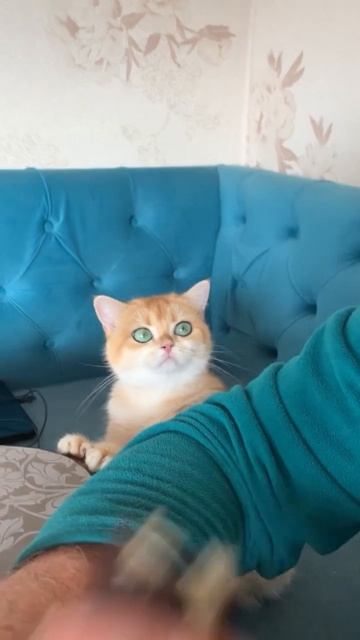 Британская кошка Жар-Птица мамочка наших котят. #британскаякошка #британскиекотята #золотаяшиншилла