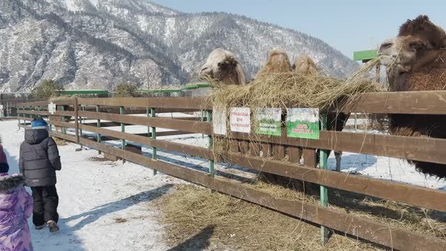Димас и Натас и Лохматая ферма