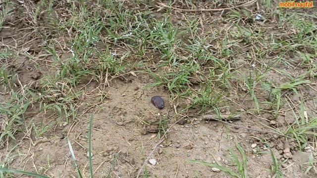 Menemukan Mainan Kelinci Jerapah Citah Gajah Gorilla Singa Beruang Naga T-rex Kepiting Stegosaurus