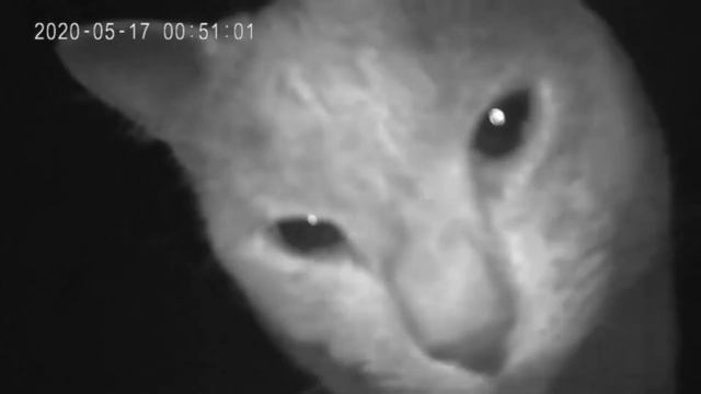 Cat Caught Staring At The Security Camera