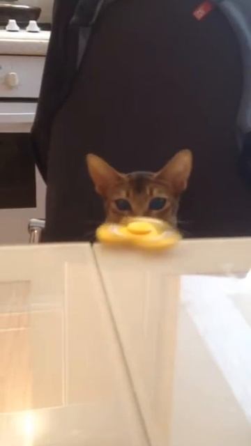 Абиссинская кошка и спиннер.