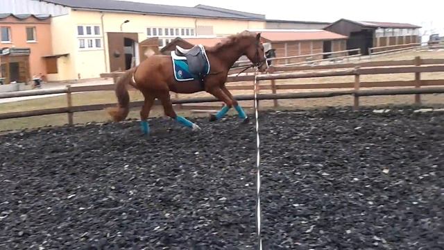 Galopp Longe-Summer Dream