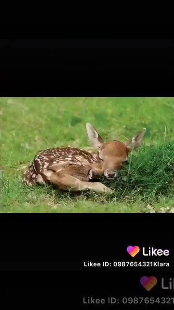 Каму нравится тебе животные.🤗🤗