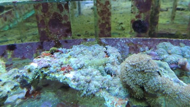 Soft Corals And Mushrooms For Sale 2014-06-20