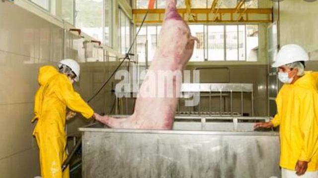 PROCESO DE BENEFICIO DEL CERDO
