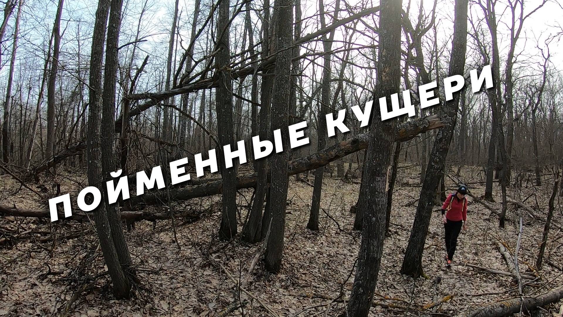 Пойменные кущери