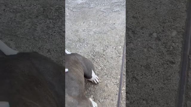 Питбуля  покусал кот 😂 #питбультерьер #питбультерьер #собака #крокуссити