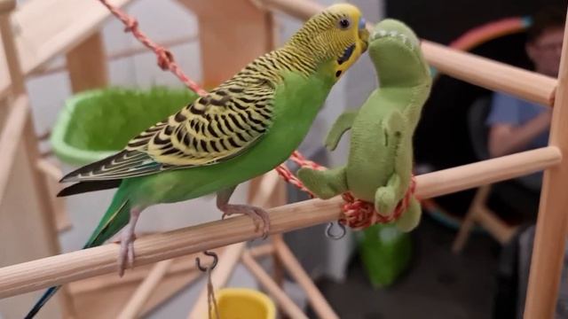How To Tease A Budgie / Как дразнить волнистого попугайчика