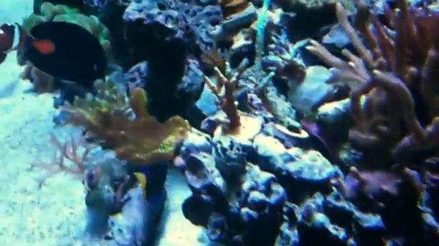 Achilles Tang