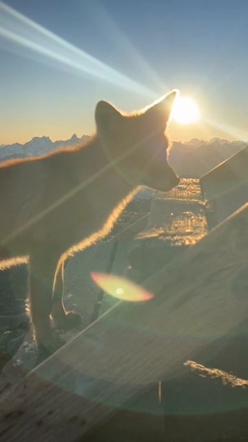 Эльбрус. Муха) 🦊