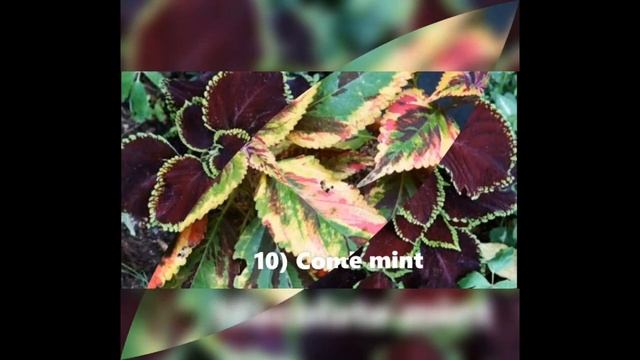 MAYANA HERBAL PLANT BENEFITS & 73 DIFFERENT COLORS