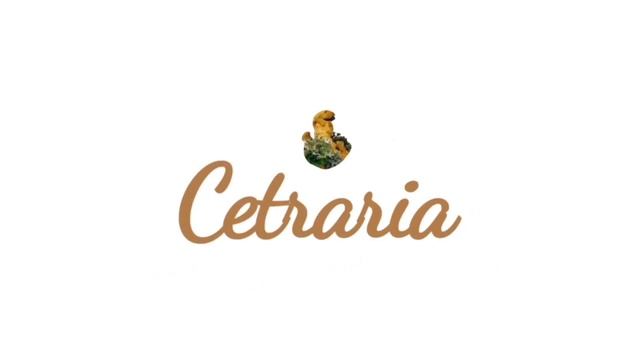 Международный Женский День
