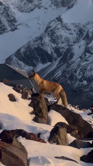 Лиса Муха 🦊🧡
