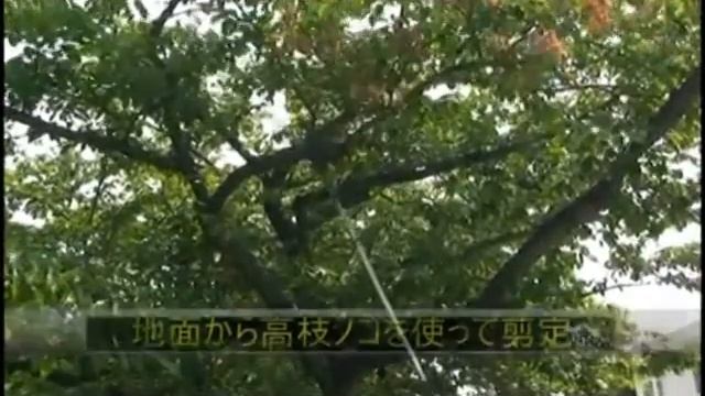 Pértigas De Poda Silky III