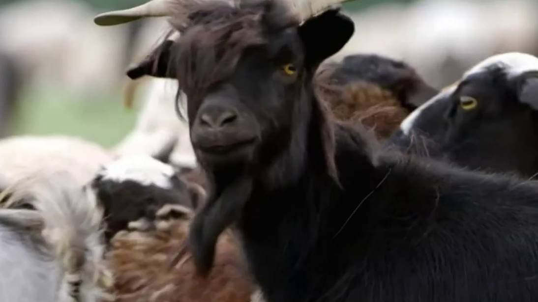 Рождение хранителя стада