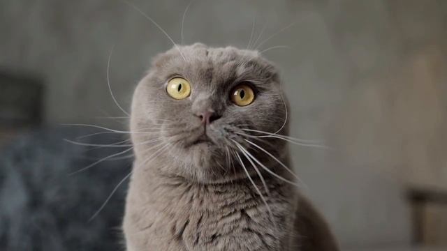 ДАЙ ПОСЛУШАТЬ СВОЕЙ КОШКЕ