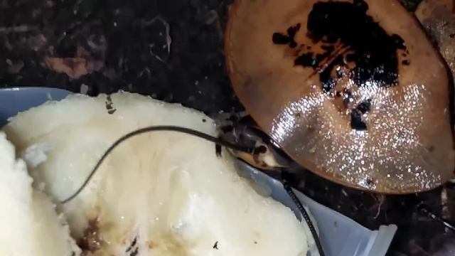 Archimandrita Tesselata (peppered Roach) Feeding On Bananas