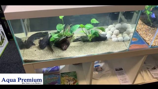 Aquael Leddy 60 With Walking Fish