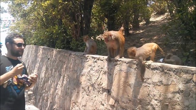 мавпи в катманду