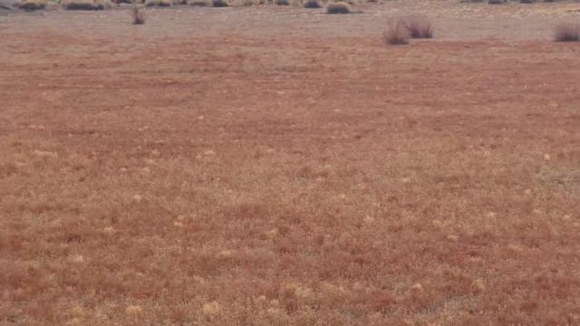 Coyote Hunting At It’s WORST!!!    - Navajo Nation -  New Mexico -