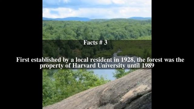 Black Rock Forest Top # 5 Facts