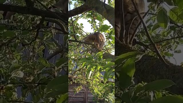 🐈⬛Кузьма на охоте🐦