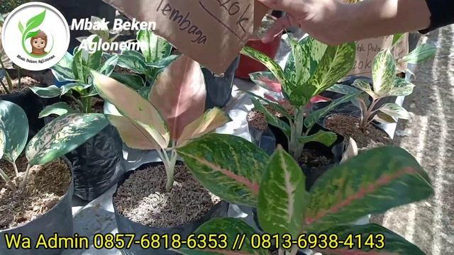 Paket Koleksian Murah Plus BONUS!