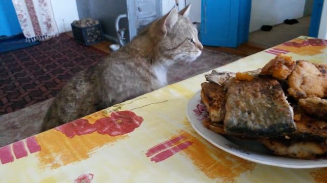 наглый кот хочет рыбу