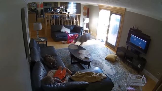 Incredible Animal Moments Caught On Camera!