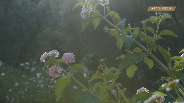 Alya Villa Butik Otel Tanıtım Filmi  2017