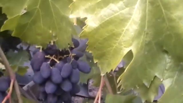 Сорт винограда 