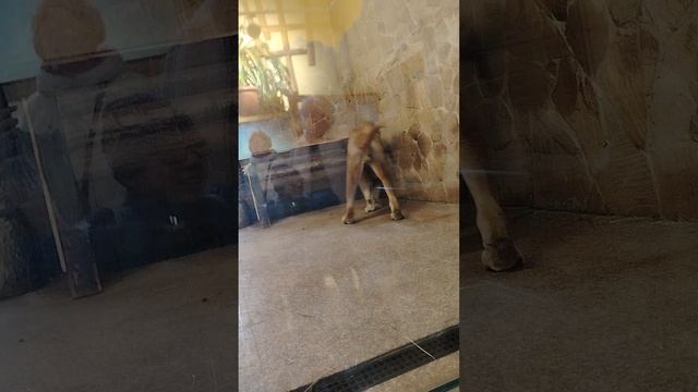 Зоопарк 1 часть,.