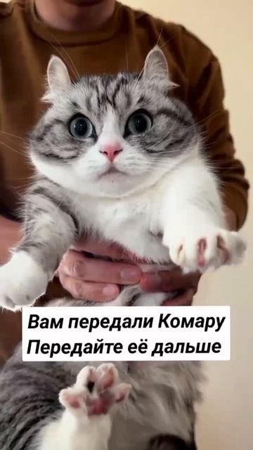 вам передали комару передайте её дальше