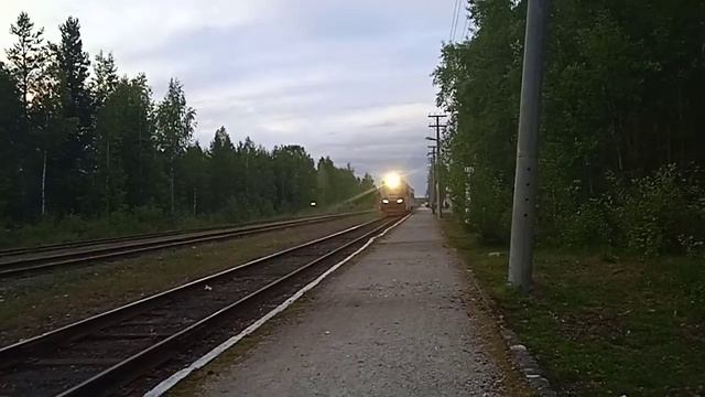 приветливый орлан