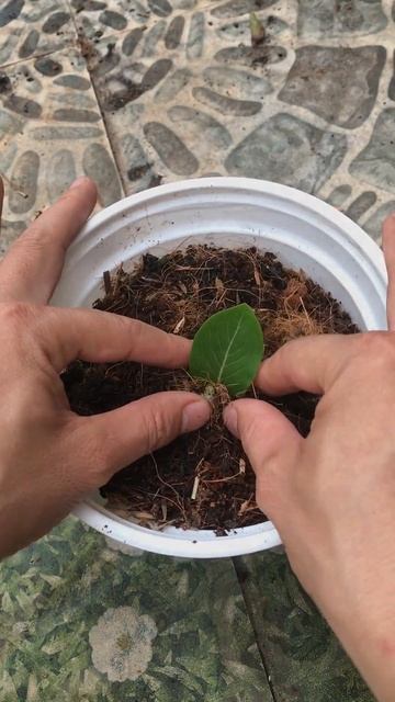 Guide To Growing Flowers Catharanthus Roseus