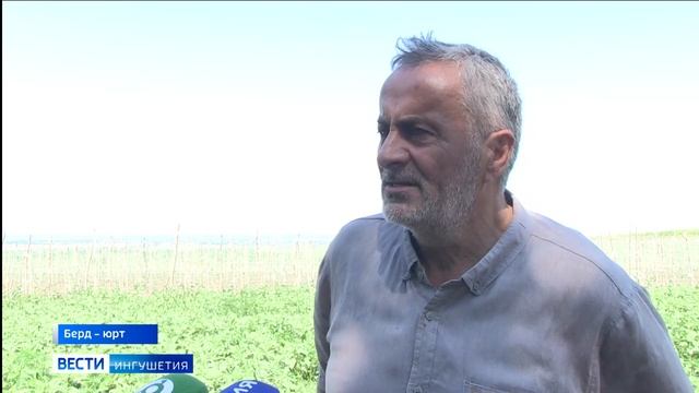 До 90 тонн урожая собирают в ореховом саду Ингушетии