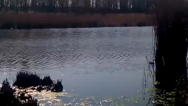 Карачуновское водохранилище Кривого Рога.