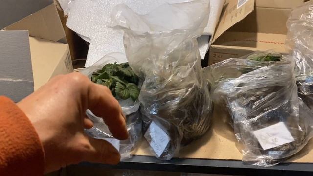 Упаковка саженцы клубники