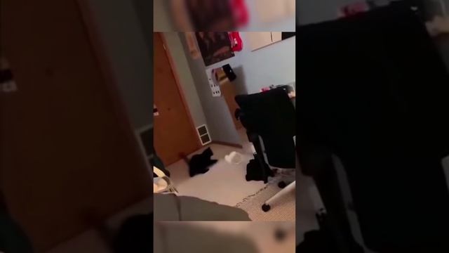 смешные видео про котов