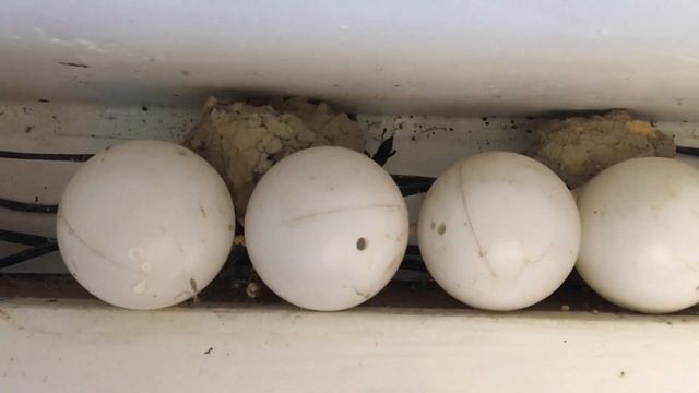 Insect Bouwt Nest In Badkamer.