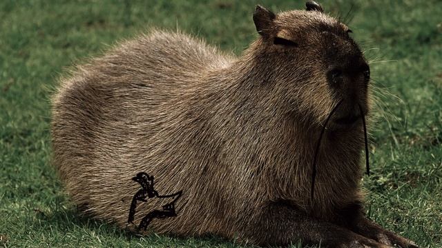 эдит про капибар #капибара#эдит#реки#топ