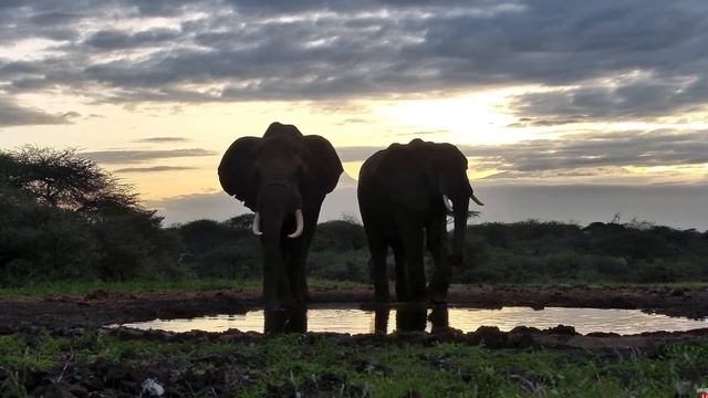 Elephant Bulls In The Sunset -Africam Sighting - Ol Donyo Cam- (Janurary 5 2023)